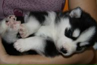 Фотография Соболевой Алины