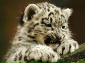 Фотография Арипов Вячеслав