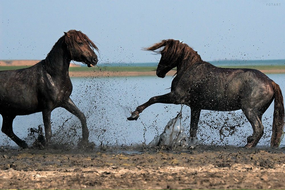 Рустам Чотчаев фотография #14