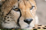 Фотография Белова Виталия