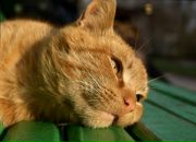 Фотография Арпишкина Алексея