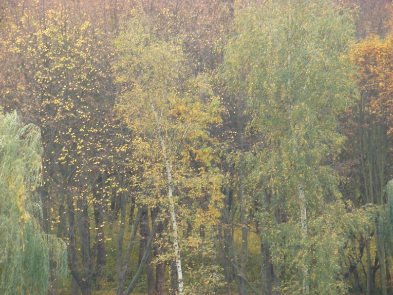 Igor Oleksenko фотография #42