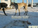 Kazakhy Tazy фотография #39 (источник - https://vk.com/id166144282)