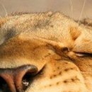 أنفسهم أحب фотография #8 (источник - https://vk.com/id145913596)