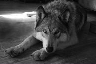 Максим Борис фотография #11 (источник - https://vk.com/id13718266)