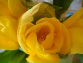 Фотография Широковой Надежды