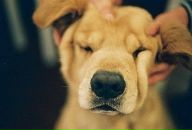 Фотография Николаевой Александры