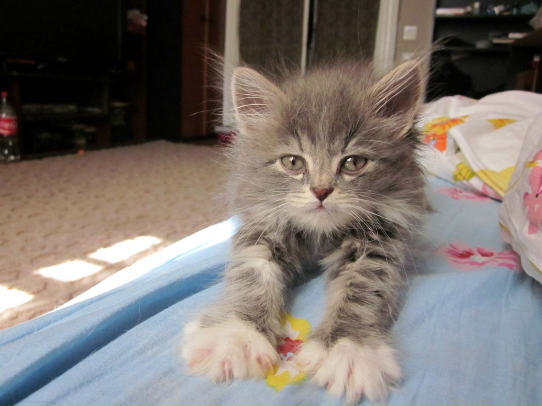 Дмитрий Гор фотография #12