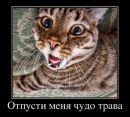 Роман Пронів фотография #22 (источник - https://vk.com/id164365851)