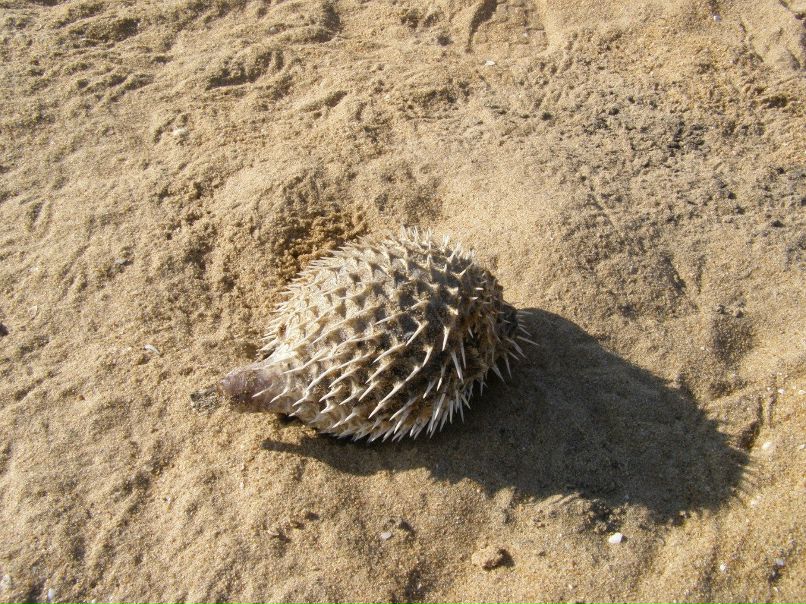 Фаниль Раджан фотография #47