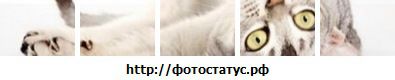Киска Мур фотография #2 (источник - https://vk.com/id2754709)