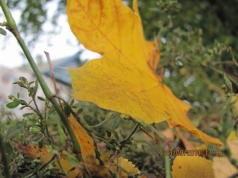 Ольга С фотография #18