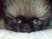 Фотография Мурашкиной-Мохиревой Кристины