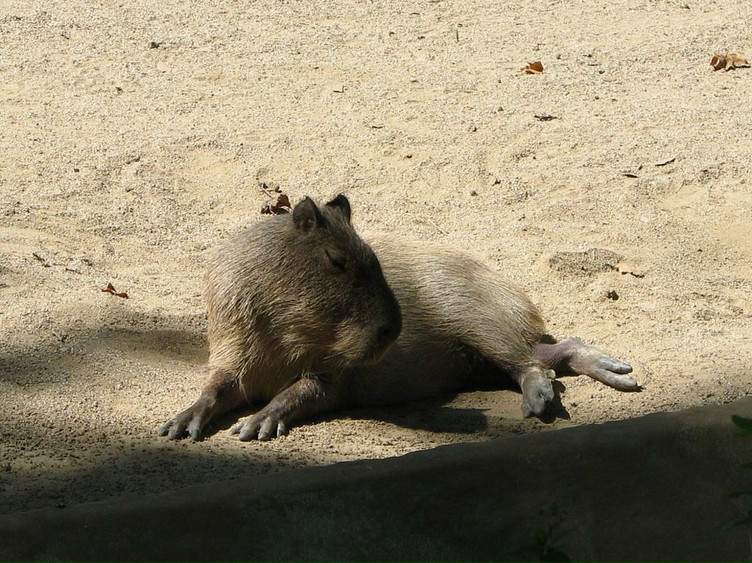 Dmitry Joy фотография #12