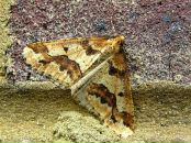 Muddy Lady фотография #30 (источник - https://vk.com/id4768656)