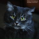 Фотография Капустин Никита