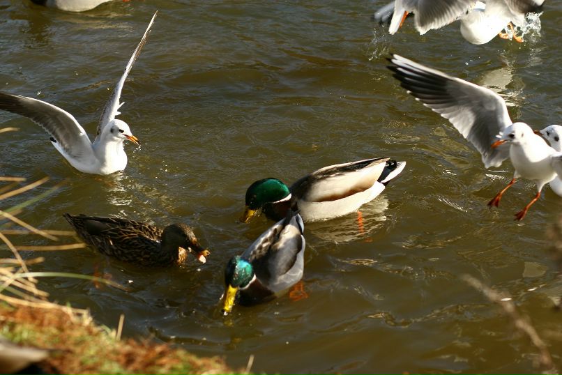 Ден Потипа фотография #47