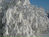 Фотография Трегубовой Олеси