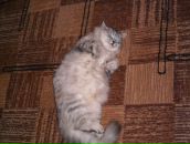 Ельвіра Довгель фотография #3 (источник - https://vk.com/id57731986)