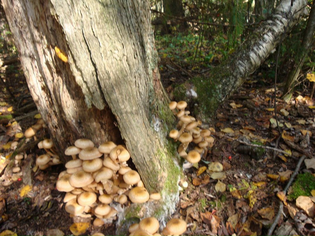 Эмма Кубло фотография #33