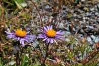 Nick N фотография #35 (источник - https://vk.com/id16209708)