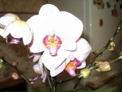 Раїса Чарторийська фотография #19 (источник - https://vk.com/id63563198)