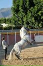 Фотография Horses Mariku