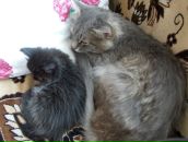 Ксения Васенкова фотография #17 (источник - https://vk.com/id3094640)