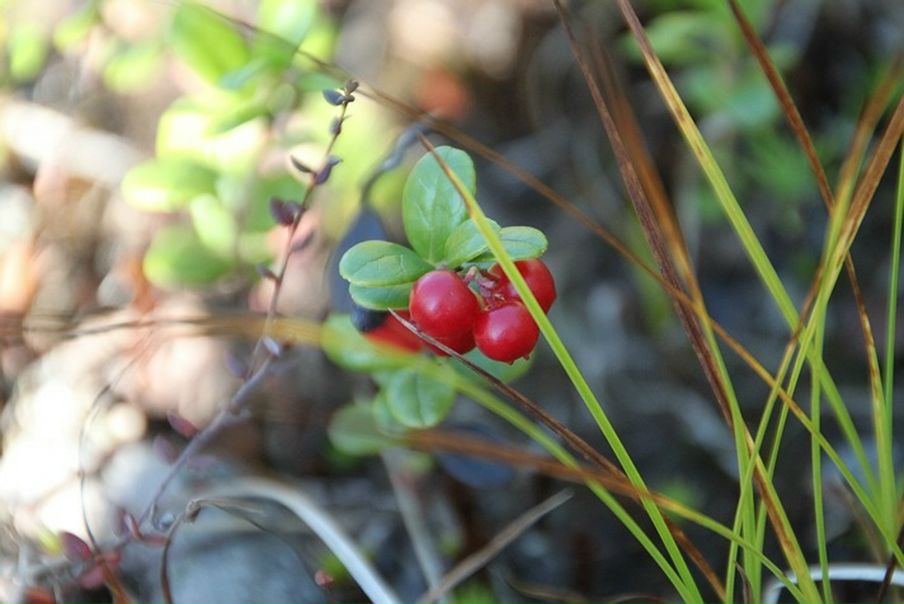 Дмитрий Кушкин фото №23