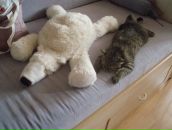 Фотография Смолянской Анастасии