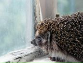 Фотография Мачавариани Алины