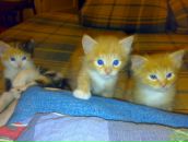 Фотография Тихоновой Алены