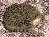 Фотография Кирьяновой Анастасии